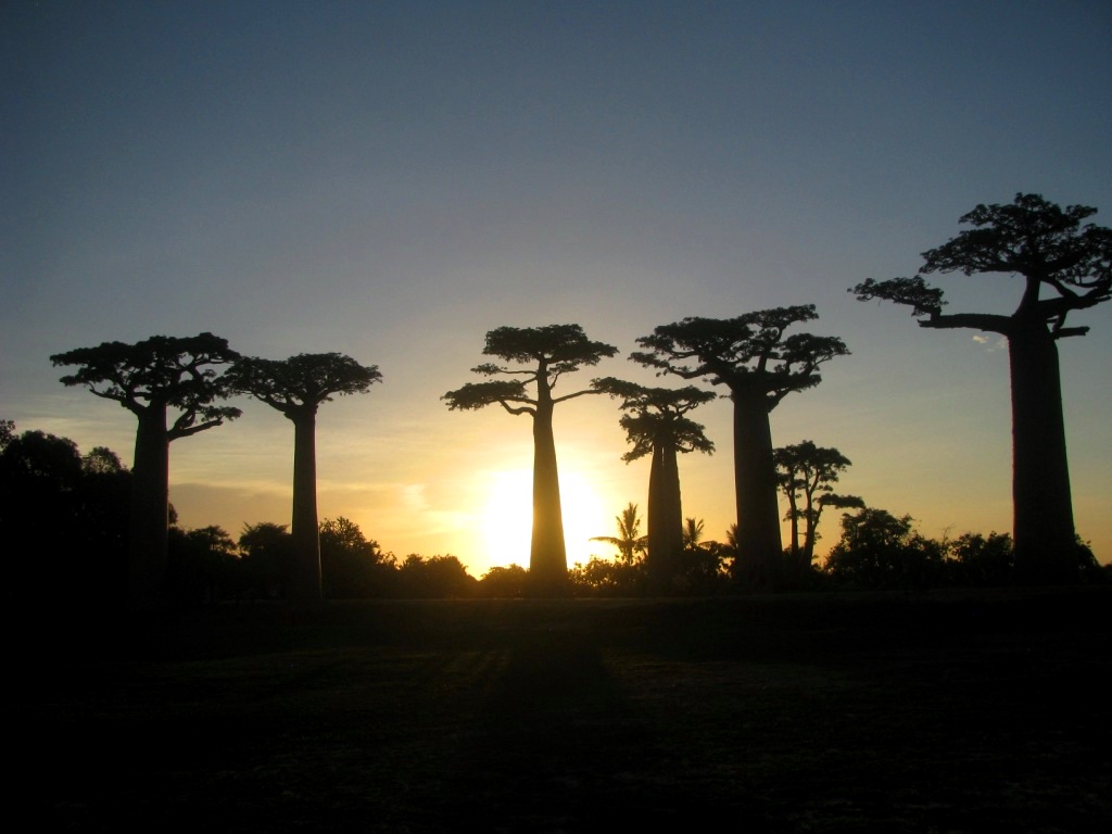 Avenue Of The Baobabs 42
