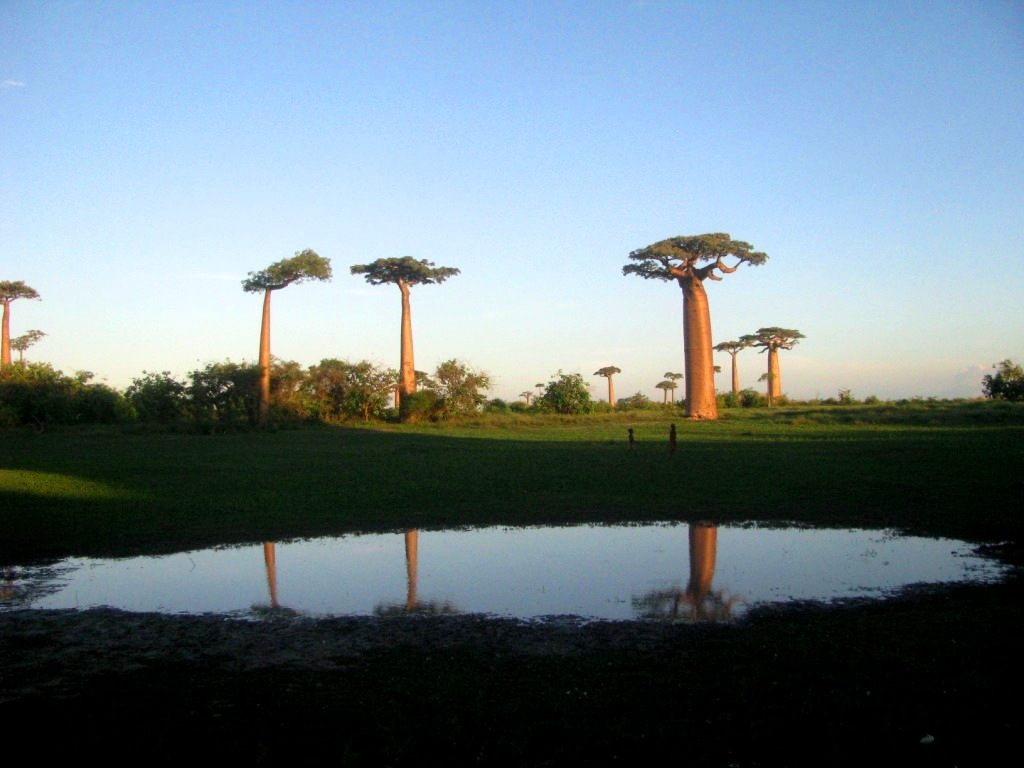 Avenue Of The Baobabs 39