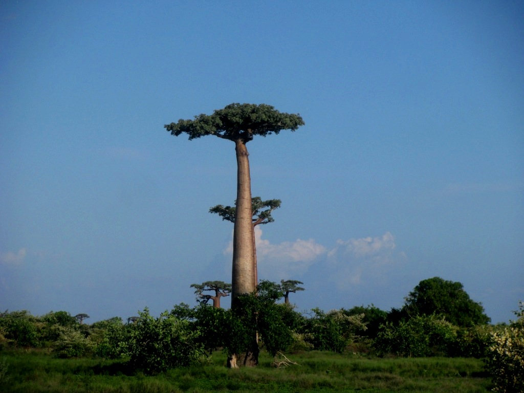 Avenue Of The Baobabs 34