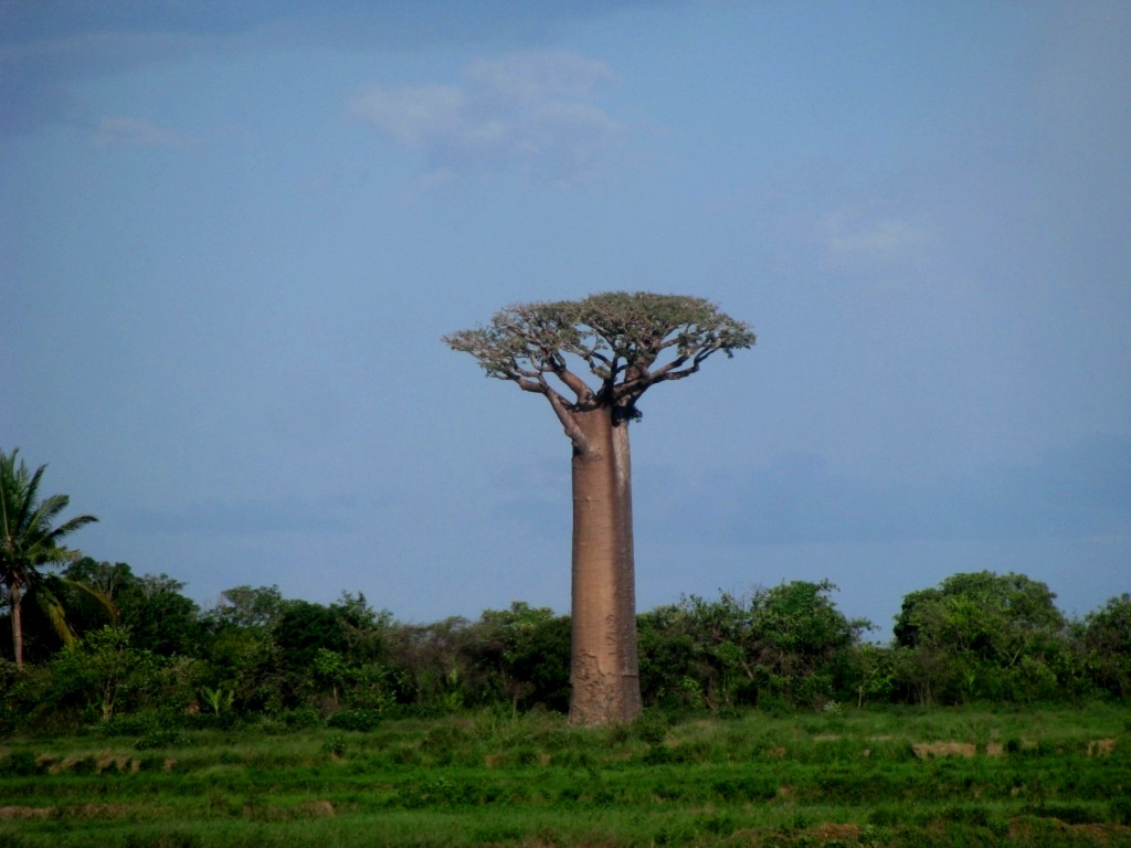 Avenue Of The Baobabs 10
