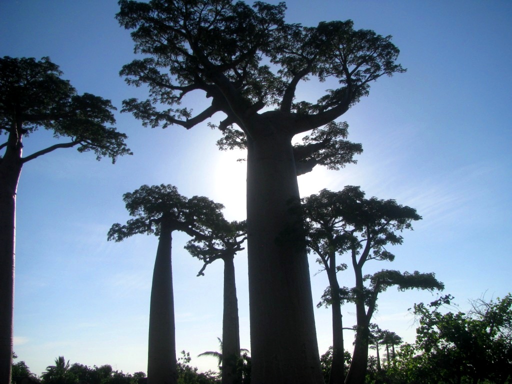 Avenue Of The Baobabs 26