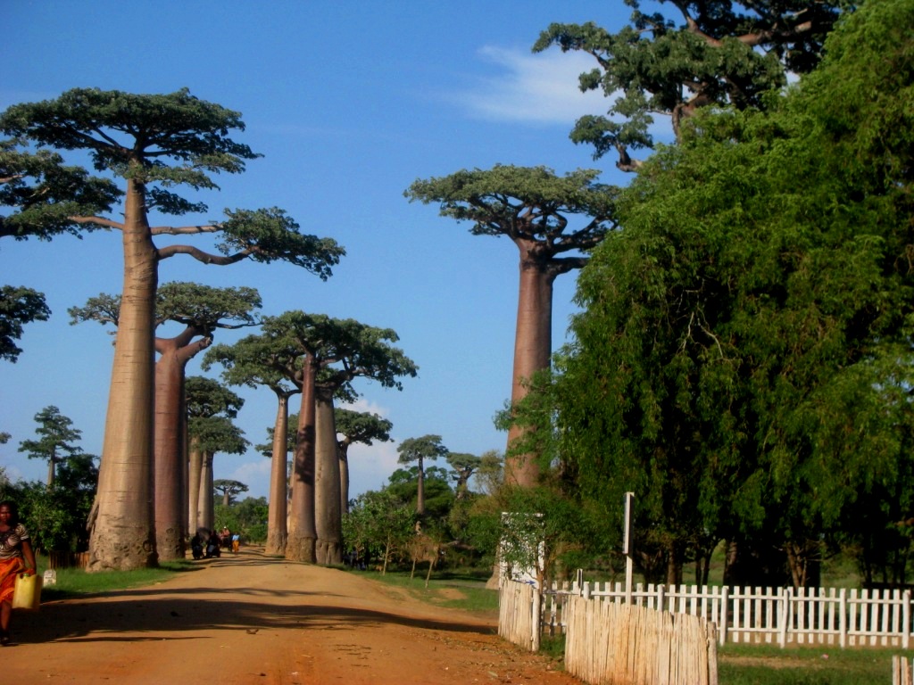 Avenue Of The Baobabs 23