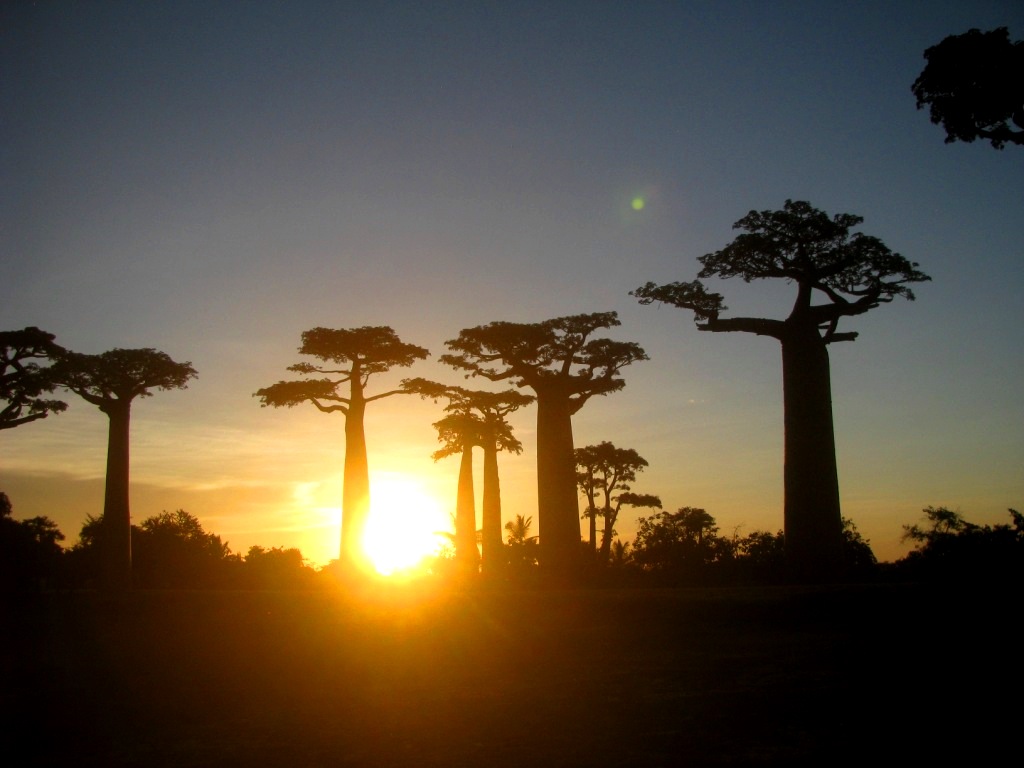 Avenue Of The Baobabs 44