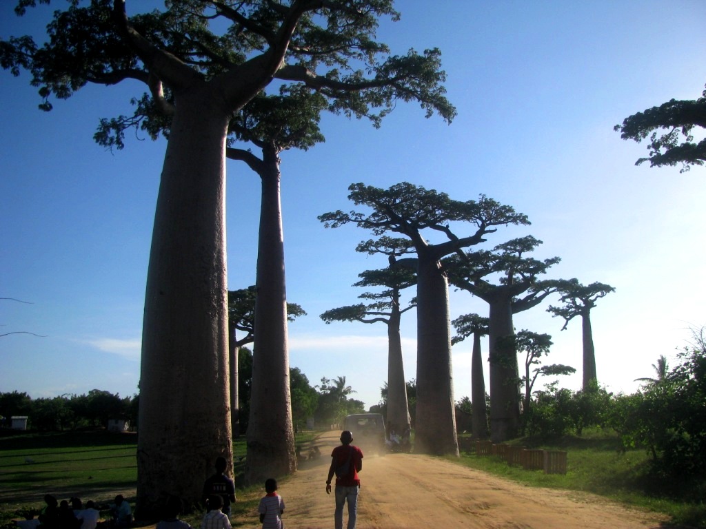 Avenue Of The Baobabs 35