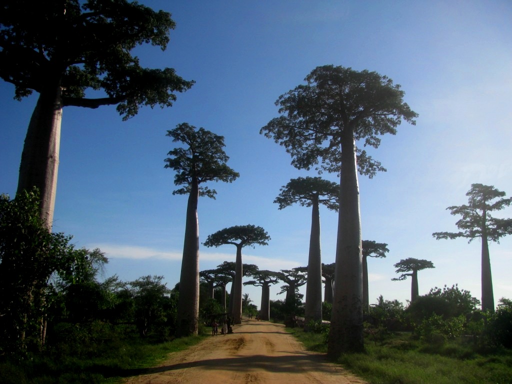 Avenue Of The Baobabs 31