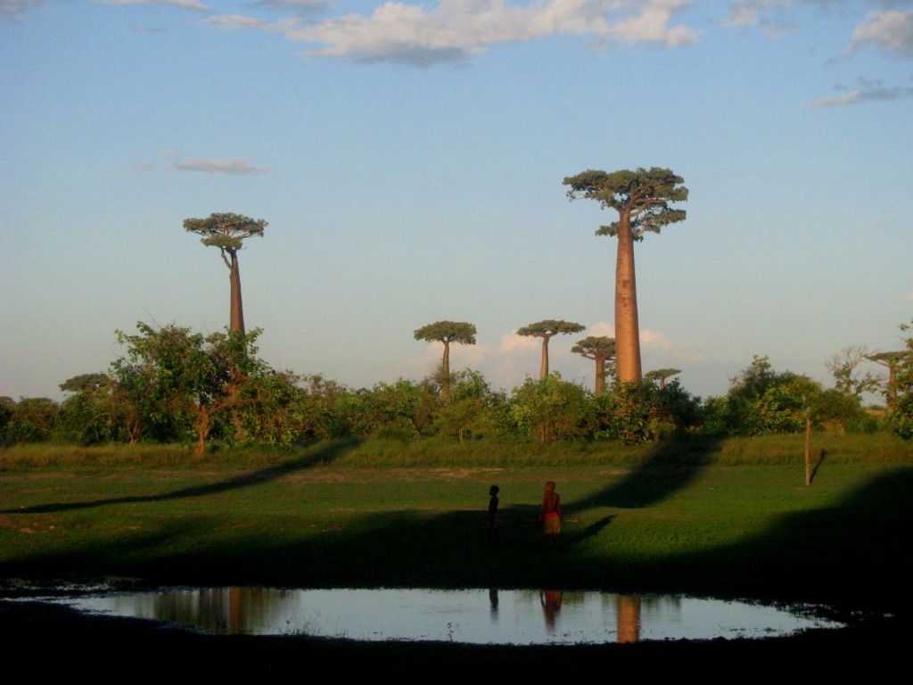 Avenue Of The Baobabs 38