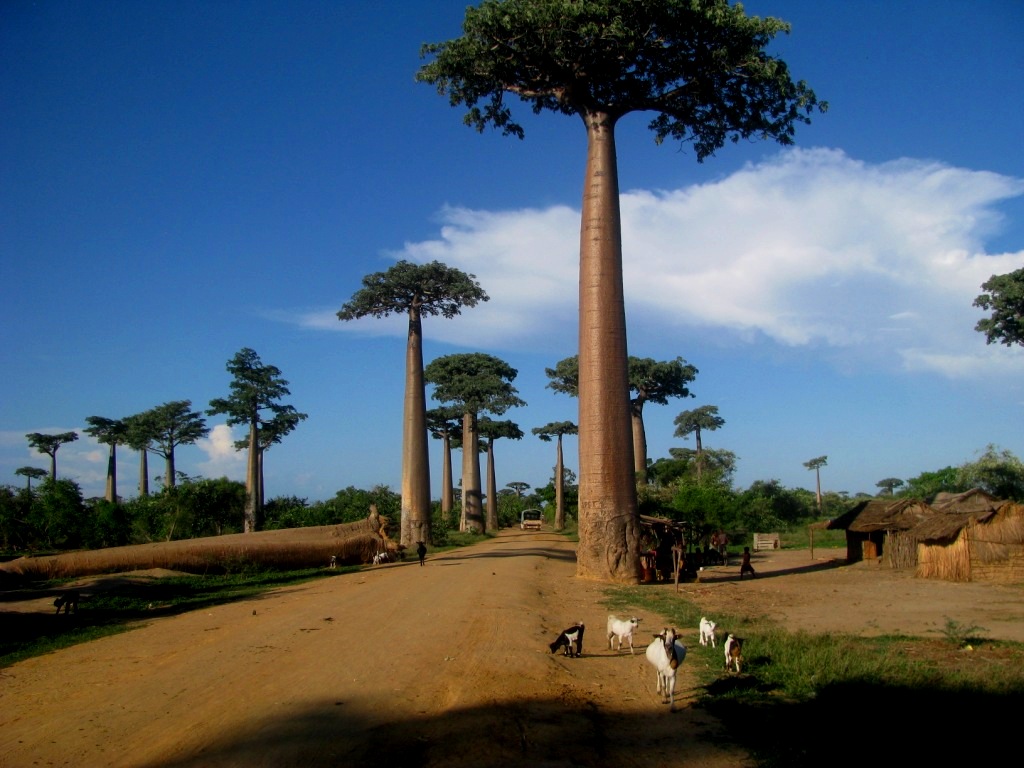 Avenue Of The Baobabs 36