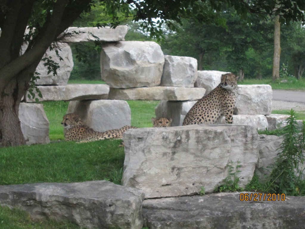 Cambridge Safari Park, Онтарио, Канада, юни, 2010