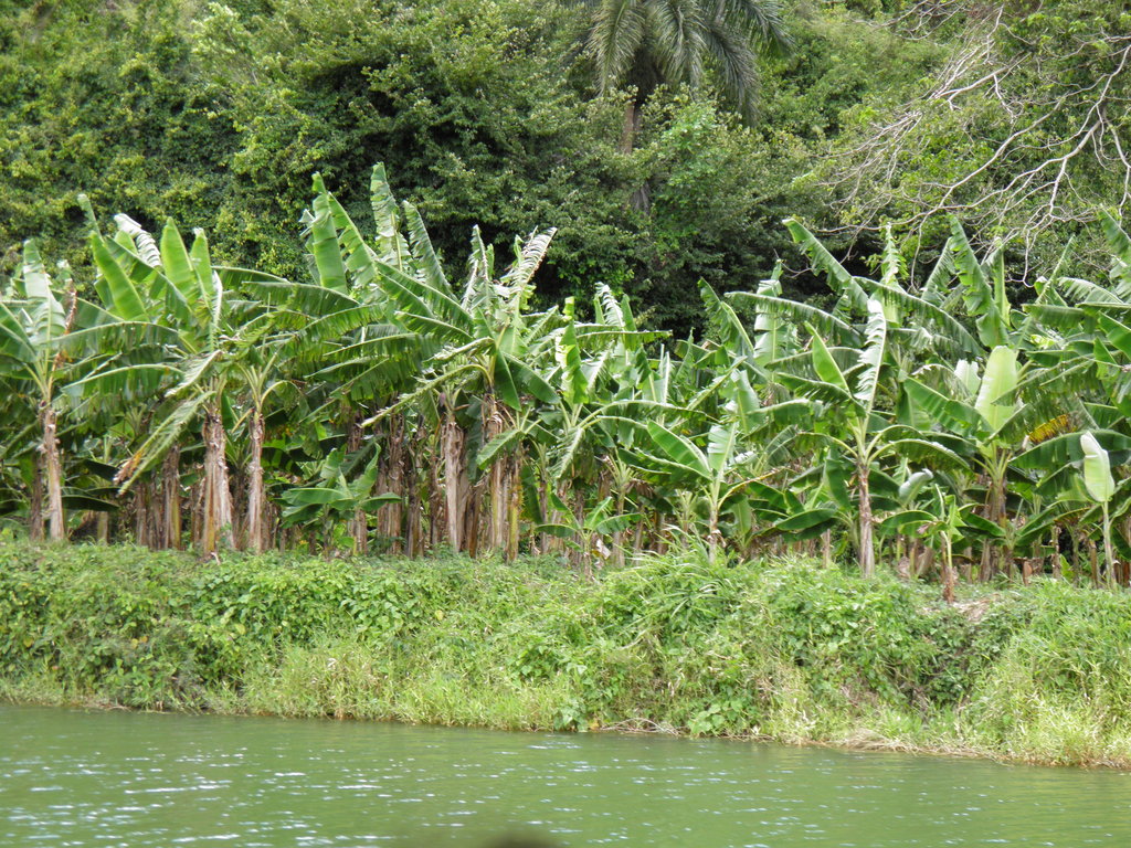 Бананова плантация