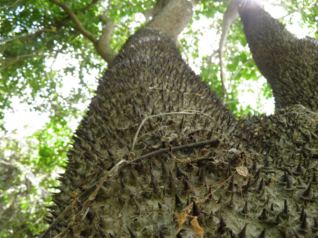 бодливият ствол на дървото Hura crepitans (лат.), познато като Динамитено дърво
