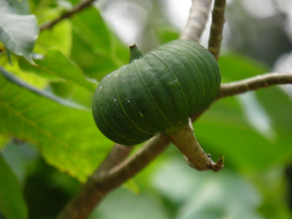 Зелен плод на Hura crepitans (Динамитено Дърво)