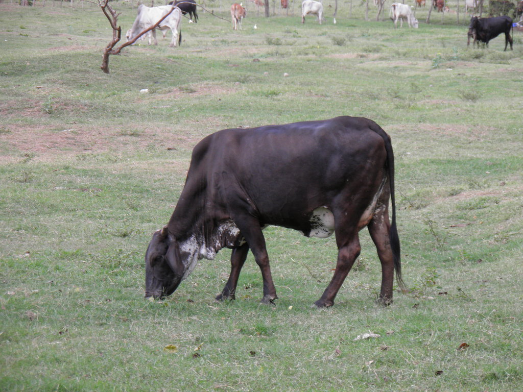 Типичен представител на местната порода говеда Криоло с преобладаващи гени от Браминско Зебу