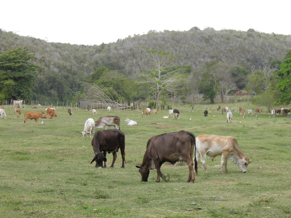 Местната порода говеда Криоло
