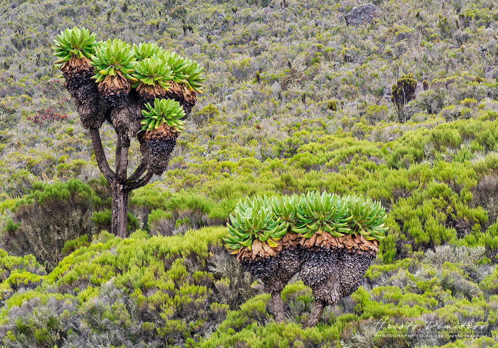 Senecio Kilimanjari, растение характерно за определен пояс на планината Килиманджаро тука е около 4000м.н.р.