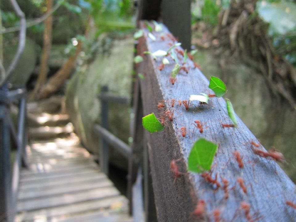 Някъде из Тайронската джунгла