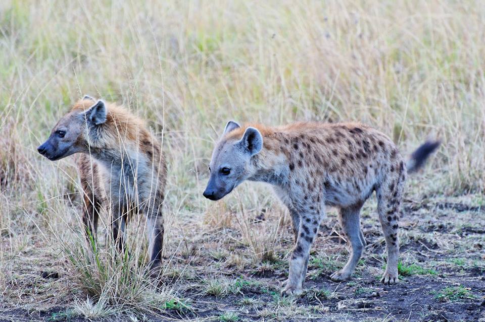 Spotted Hyena Pups