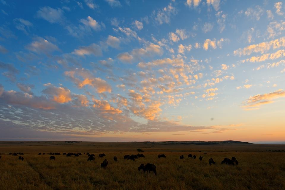 Sunrise in the African Savannah, Masai Mara, Kenya