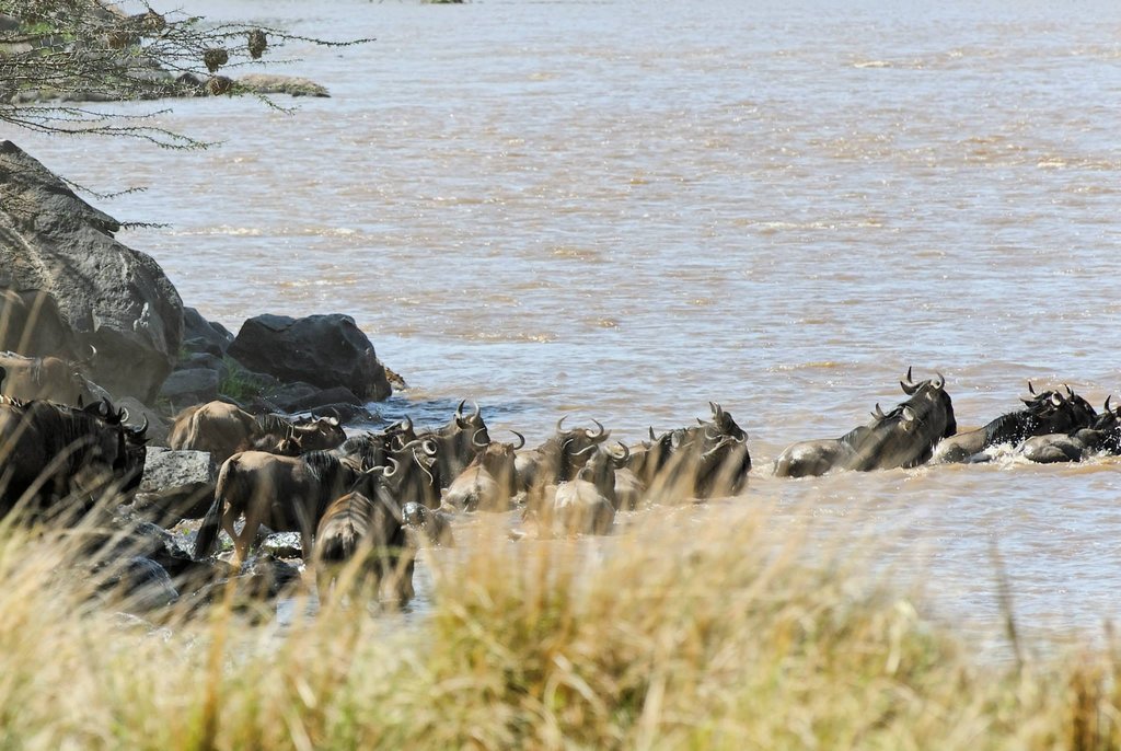 Wildebeest crossing Mara River - Masai Mara National Reserve, Kenya.