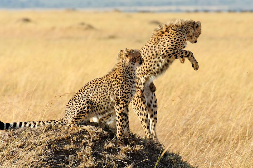 Cheetahs in Masai Mara National Reserve