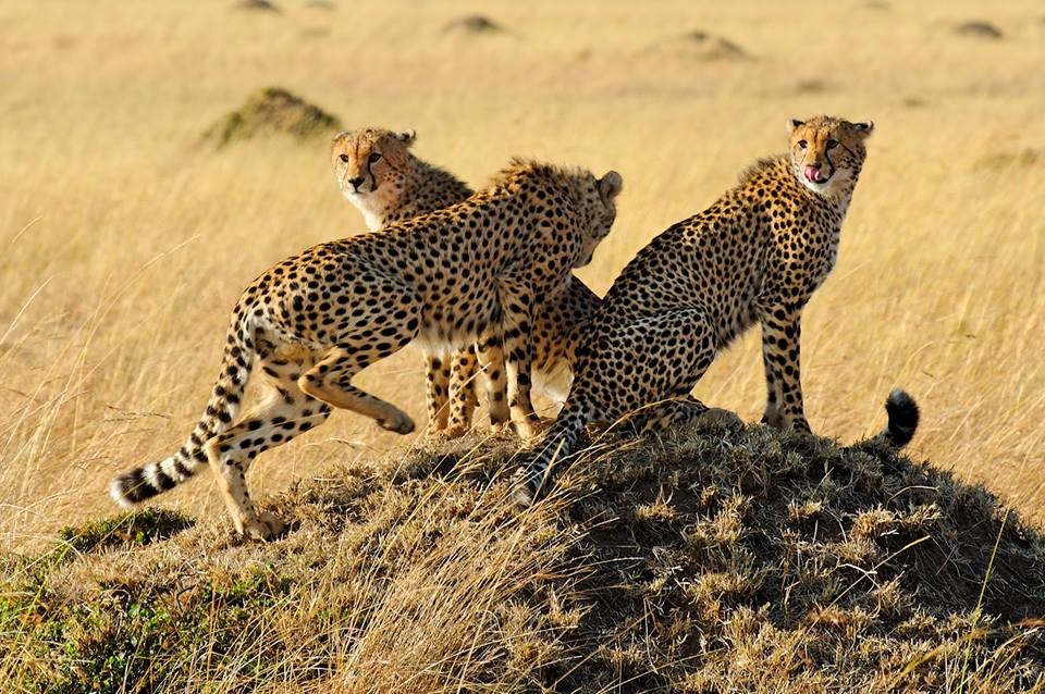 Three cheetah brothers in Masai Mara National Reserve