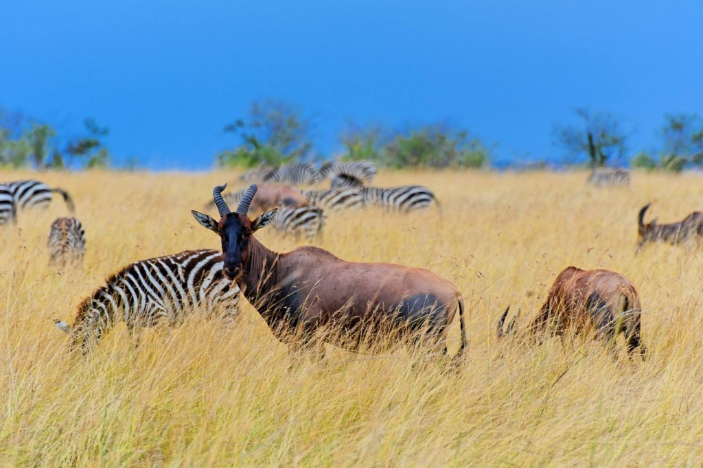Topi antelopes and zebras in Masai Mara National Reserve, Kenya.