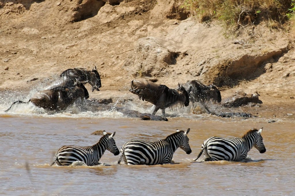 Wildebeest and zebras crossing Mara River - Masai Mara National Reserve, Kenya.