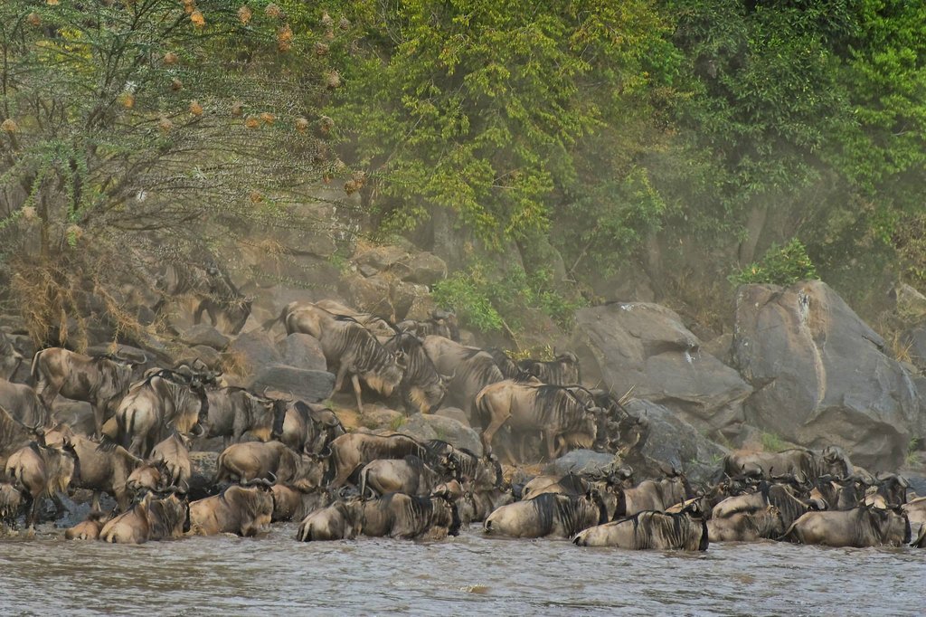 Mara River Crossing, Masai Mara National Reserve, Kenya