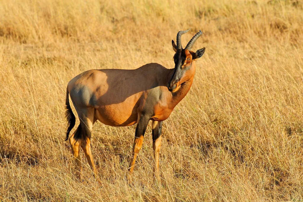 Topi antelope in Masai Mara National Reserve, Kenya.