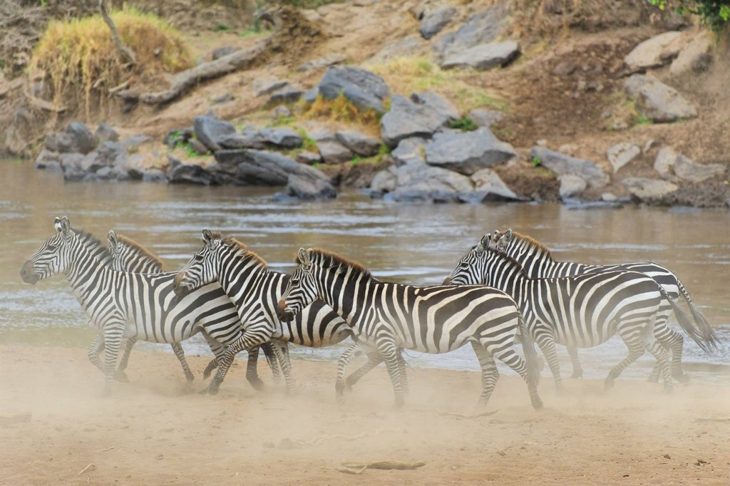 Zebras in the Dust, Masai Mara National Reserve, Kenya.
