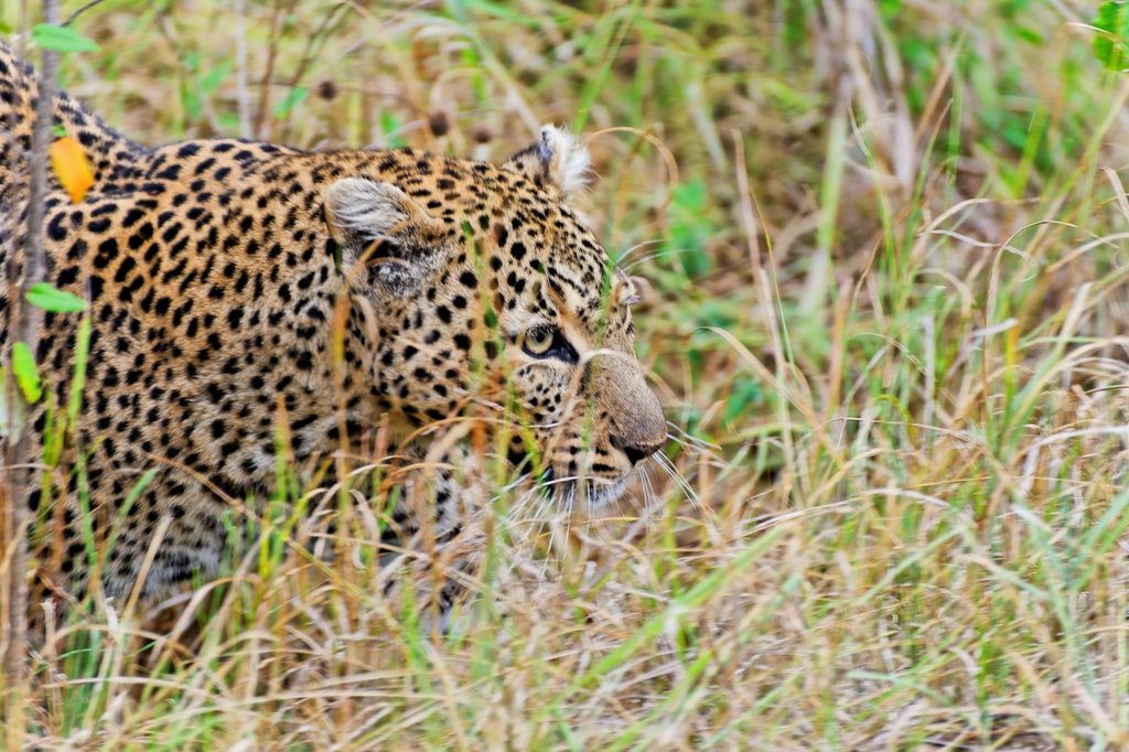 Male leopard in Masai Mara National Reserve, Kenya.