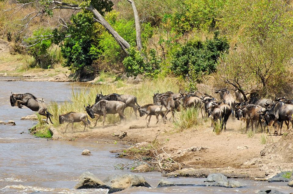 Migrating wildebeest crossing Mara River