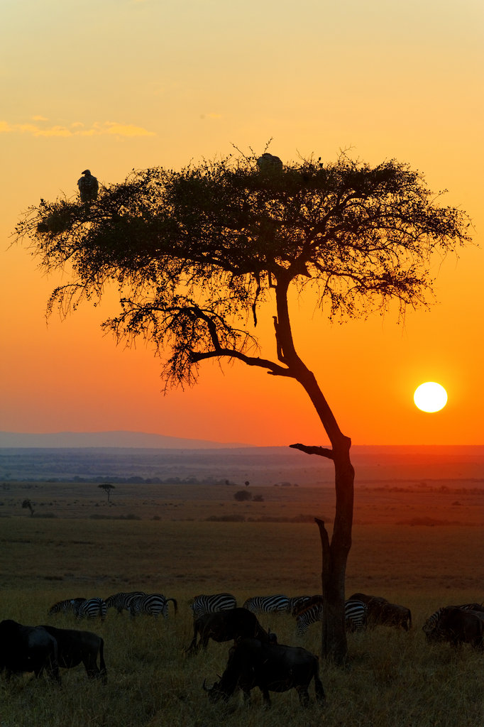 Sunrise in the African Savannah, Masai Mara, Kenya
