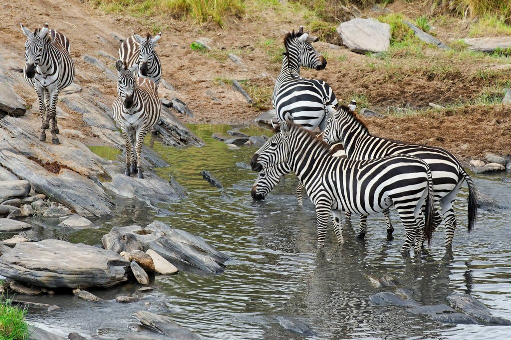 Zebras at Talek River in Masai Mara National Reserve, Kenya.