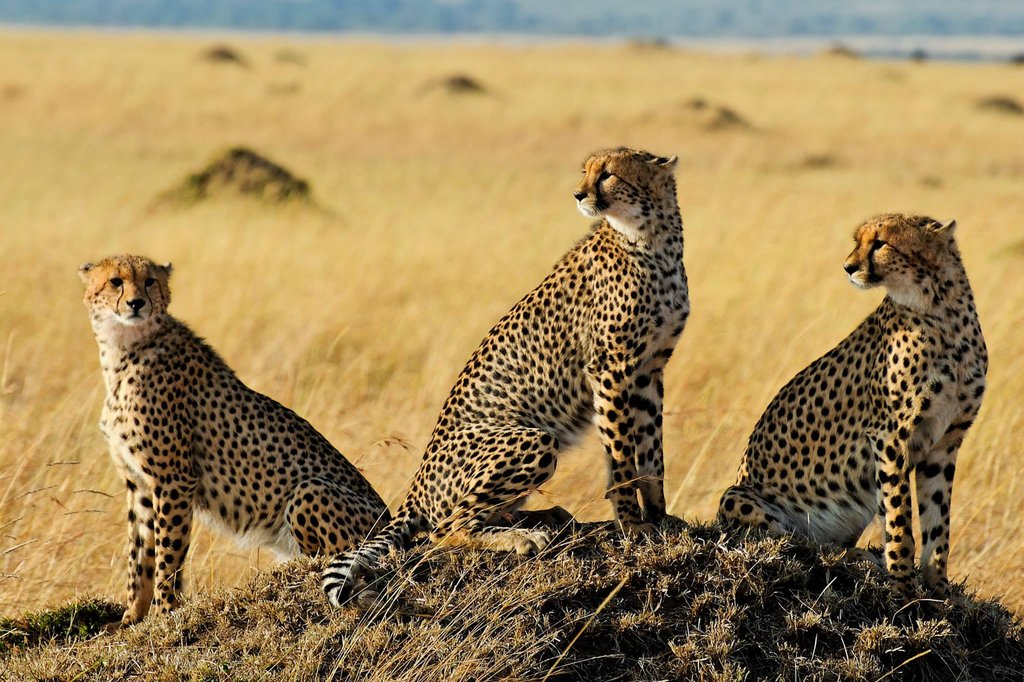 Three cheetah brothers, Masai Mara National Reserve, Kenya.