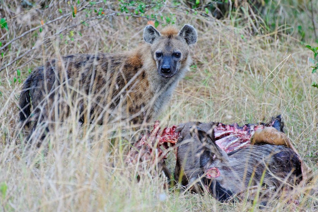 Spotted hiena eating lion's leftovers (wilderbeast). Masai Mara National Reserve, Kenya.