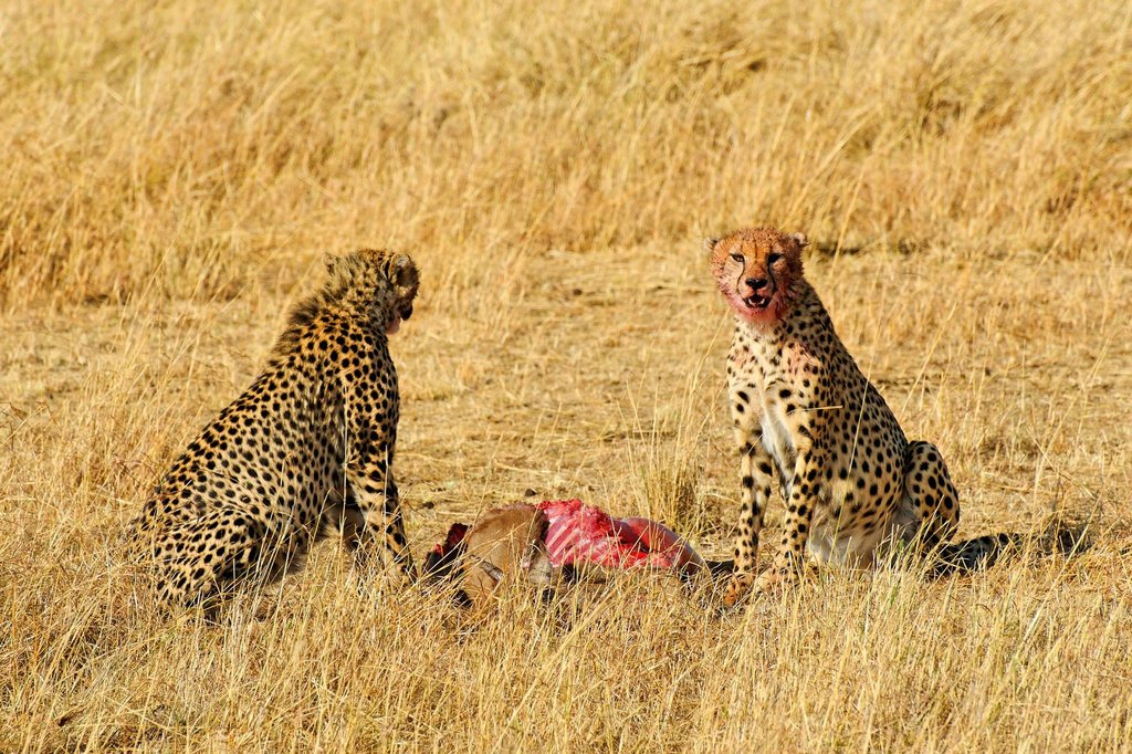 Two cheetah brothers eating a young wildebeest in Masai Mara National Reserve.