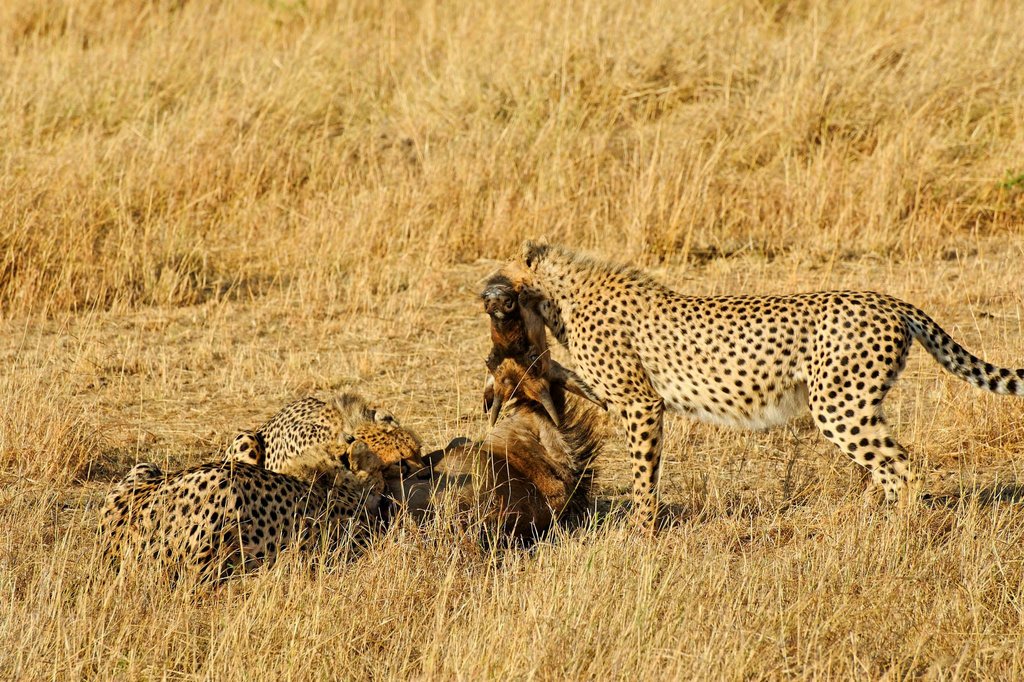 Three cheetah brothers eating a young wildebeest in Masai Mara National Reserve.