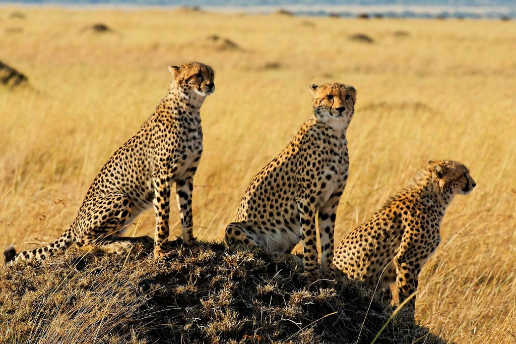 Three cheetah brothers, Masai Mara National Reserve, Kenya.