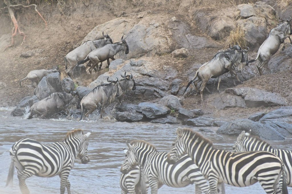 Mara River crossing. Masai Mara National Reserve, Kenya.