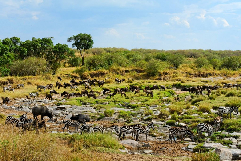 The bank of Talek River, Masai Mara National Reserve, Kenya.