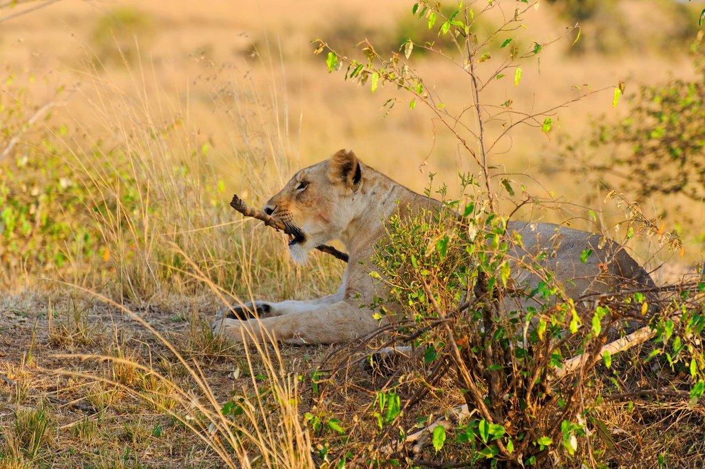 Lioness in Masai Mara National Reserve.