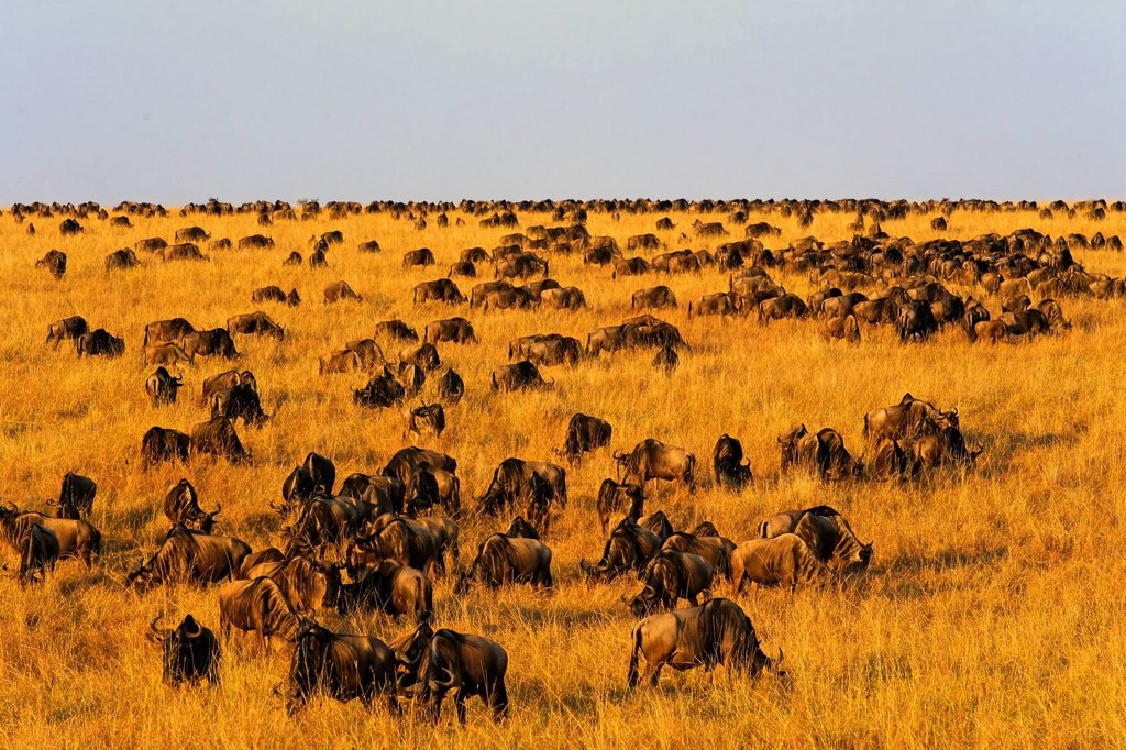 "A few" wildebeest in Masai Mara National Reserve, Kenya.