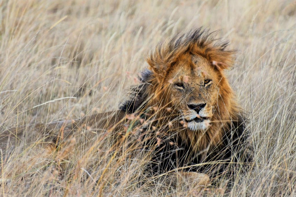 Male lion in Masai Mara National Reserve, Kenya.