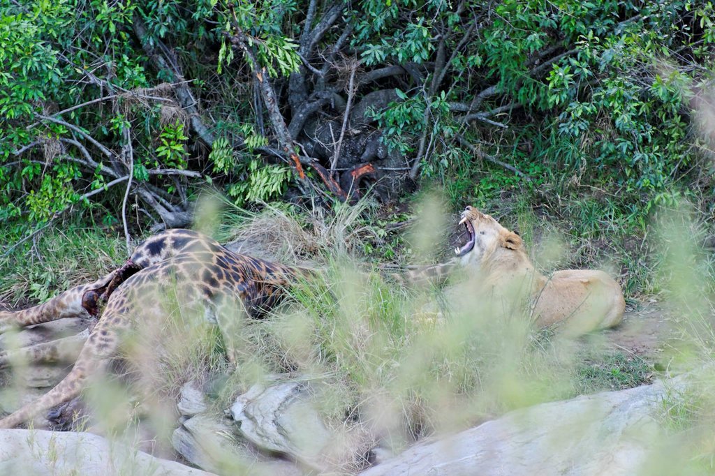 Young lion next to a dead giraffe at the bank of Talek River, Masai Mara.