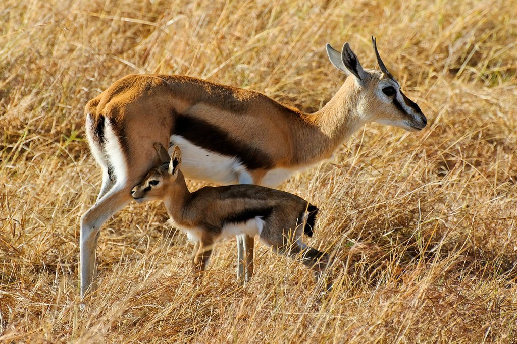 New-born Thomson's gazelle. Masai Mara National Reserve, Kenya.