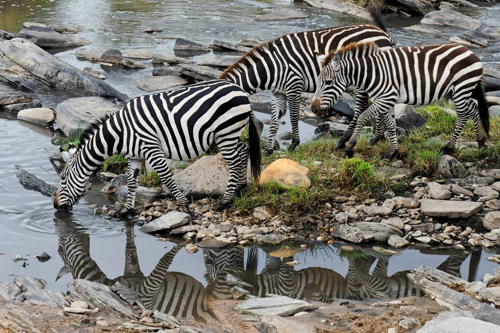 Zebras at Talek River in Masai Mara National Reserve, Kenya.