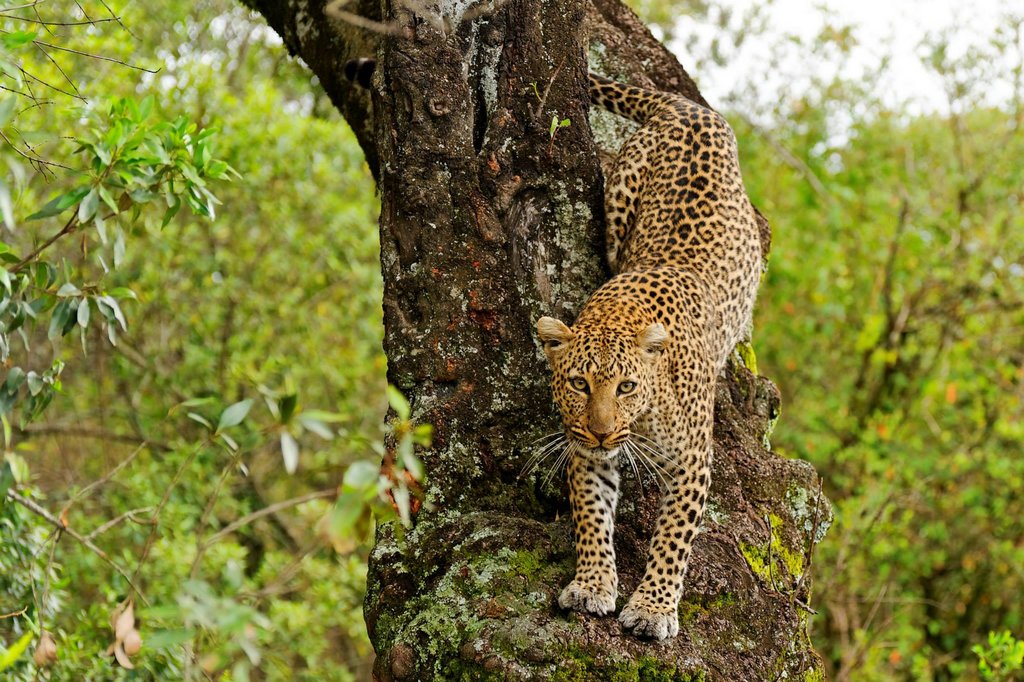 Male leopard in Masai Mara National Reserve, Kenya.