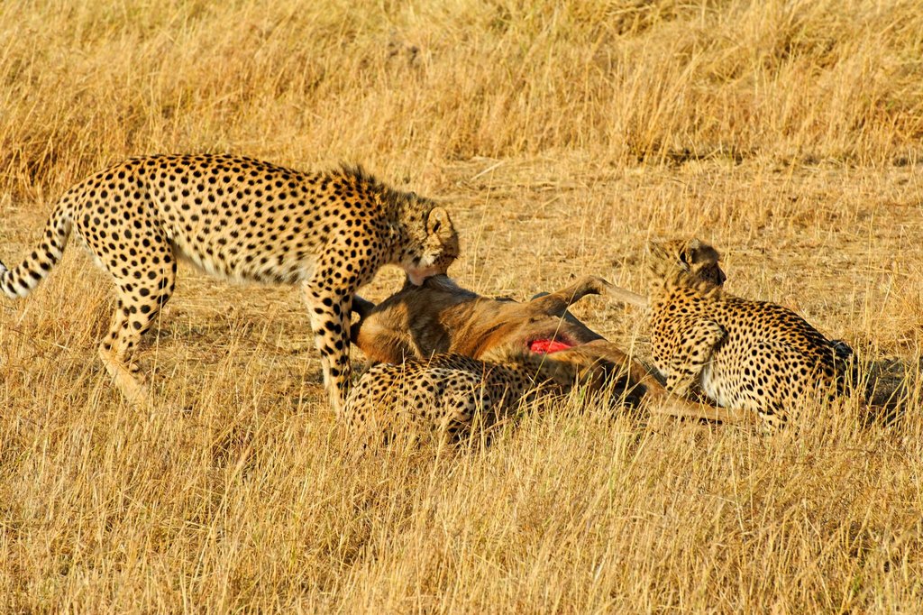 Three cheetah brothers eating a young wildebeest in Masai Mara National Reserve.