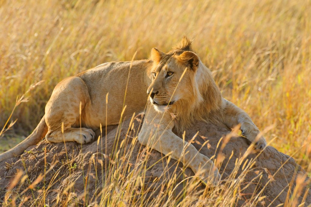 Young male lion in Masai Mara National Reserve.