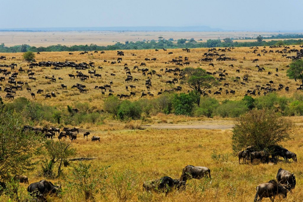 Migrating wildebeest for as far as your eyes can see. Masai Mara National Reserve, Kenya.
